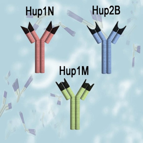 HUP Protamine Monoclonal Antibodies
