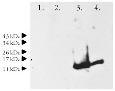 Anti-SNCA | Alpha-synuclein