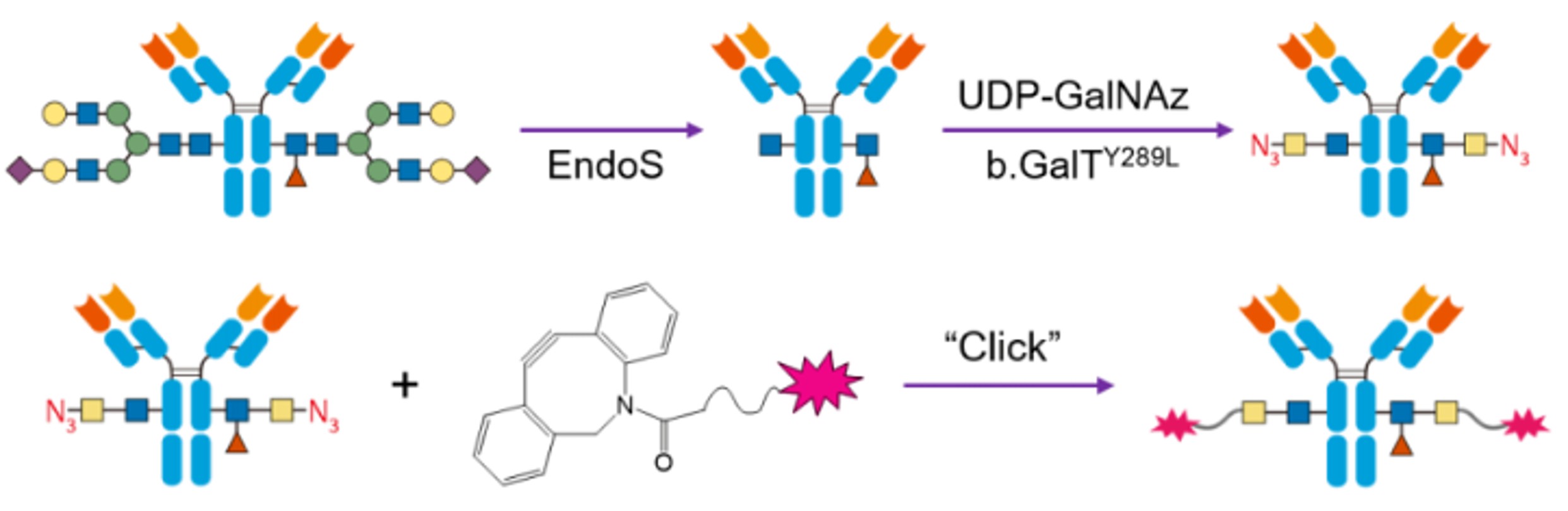 ADC Toxin Antibody Site-Directed Conjugation Kit
