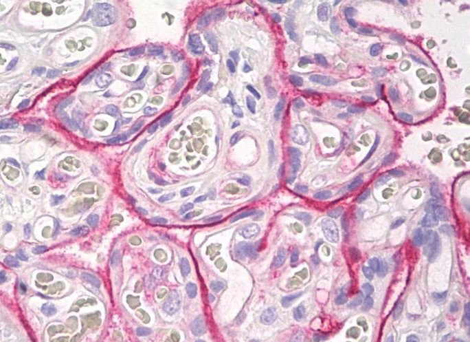 ANTI-THBD / CD141 / THROMBOMODULIN ANTIBODY (CLONE 141C01) IHC-PLUS