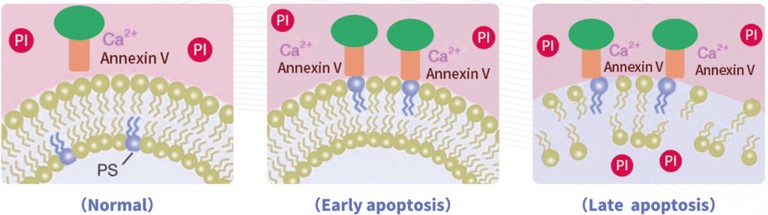 Annexin V-FITC/PI Apoptosis Kit
