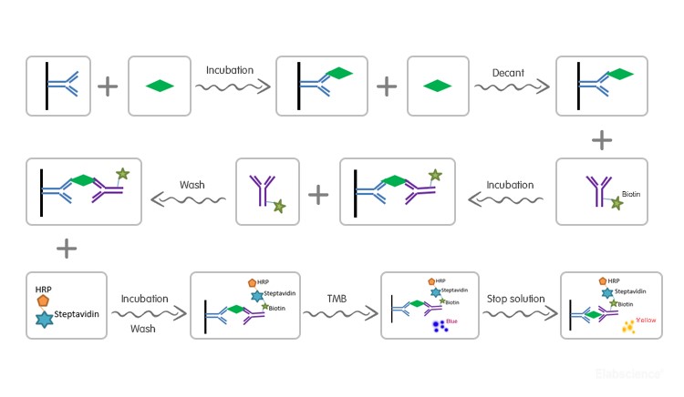 Uncoated Human IL-1β(Interleukin 1 Beta) ELISA Kit