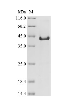 Recombinant Mycoplasma Hyorhinis Variant Surface Antigen E (VLPE) Protein (His&Myc)