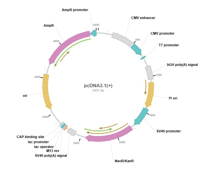 pcDNA3.1(+) vector