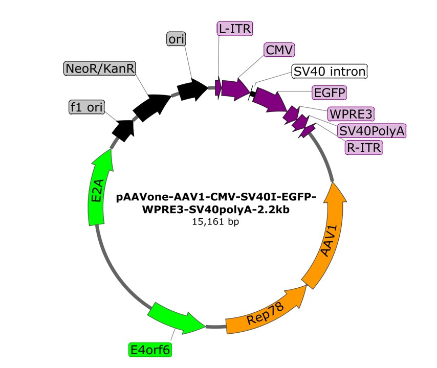 pAAVone-AAV1-CMV-EGFP-2.2kb