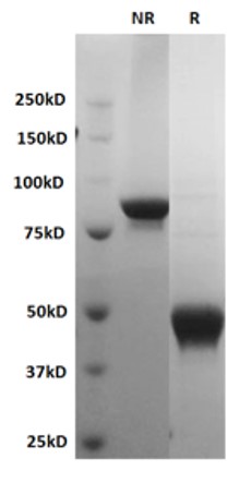 Recombinant Human CTLA-4 Ig (Fc) Chimera
