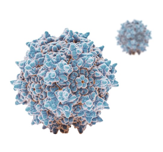 AAV Packaging Services