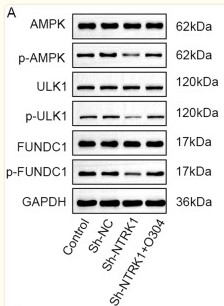 Phospho-FUNDC1 (Ser17) antibody