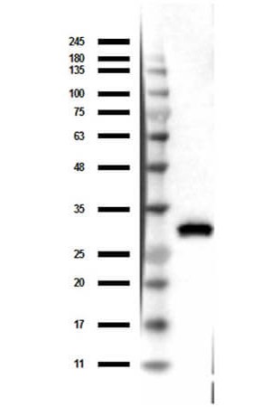 RFP Antibody