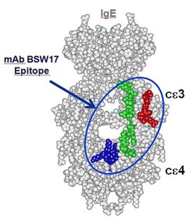 Anti-human IgE Monoclonal Antibody (BSW17)