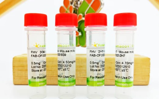 FHV Antibody