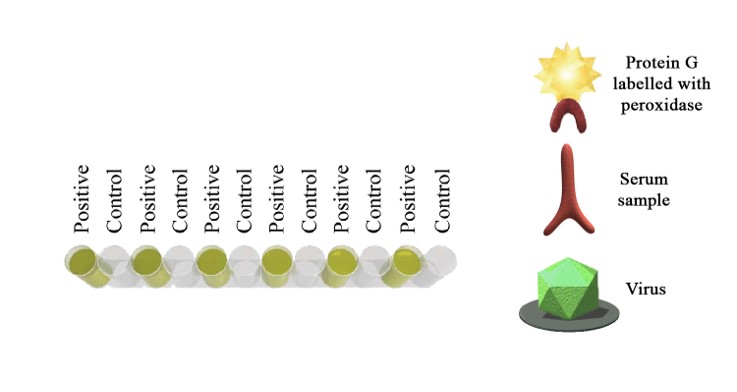 BIO K 263 - Monoscreen AbELISA BoHV-4 / indirect, double wells