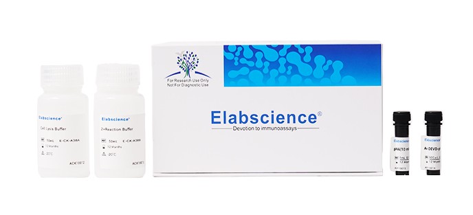 Caspase 3/7 Activity Assay Kit(Colorimetric Method) (E-CK-A383)