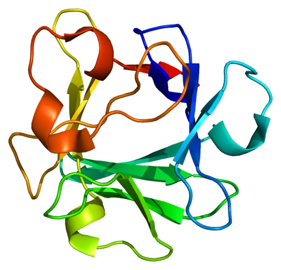Human Basic Fibroblast Growth Factor, Recombinant
