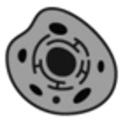 Human & Animal Cell Lines