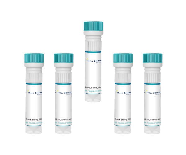 Human Glial (Oligodendrocytic) Hybrid Cell Line