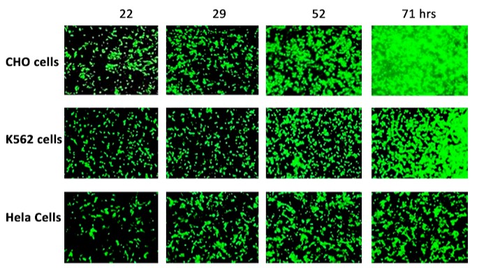 Protein one 공식대리점 관련 업무대행/수입 전문취급점