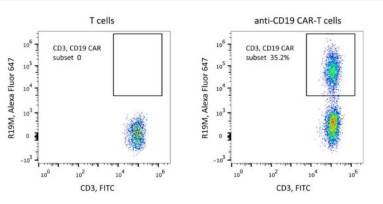 Rabbit Anti-Mouse FMC63 scFv Monoclonal Antibody (Clone R19M), Alexa Fluor 647 (100 tests)
