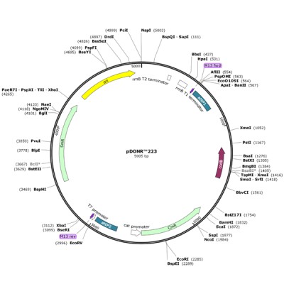 Human CTLA4 (BC074893) ORF Clone in pDONR223