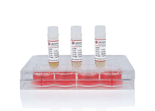 SOX9 Knockout cell line (AGS)