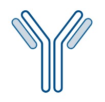 Anti-Clostridium botulinum botA/BOTOX Antibody (H7)