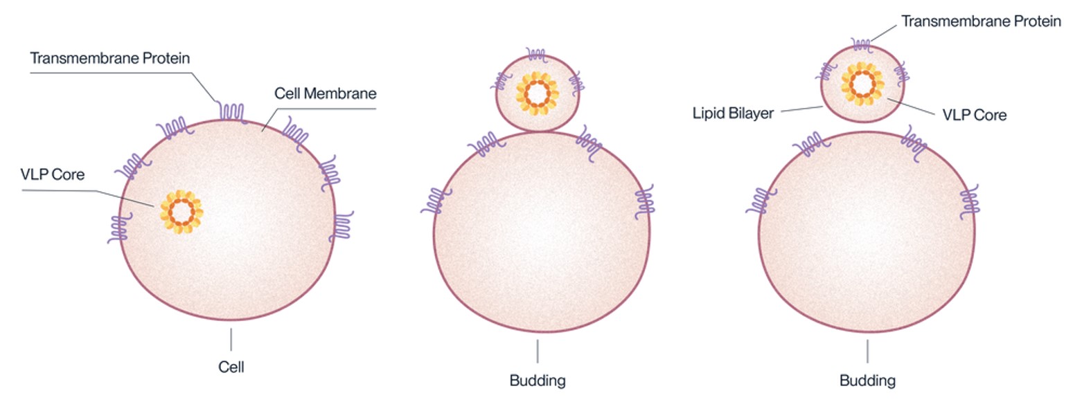 Kactus 공식대리점 관련 업무대행/수입 전문취급점