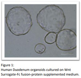WNT Surrogate-Fc Fusion Protein