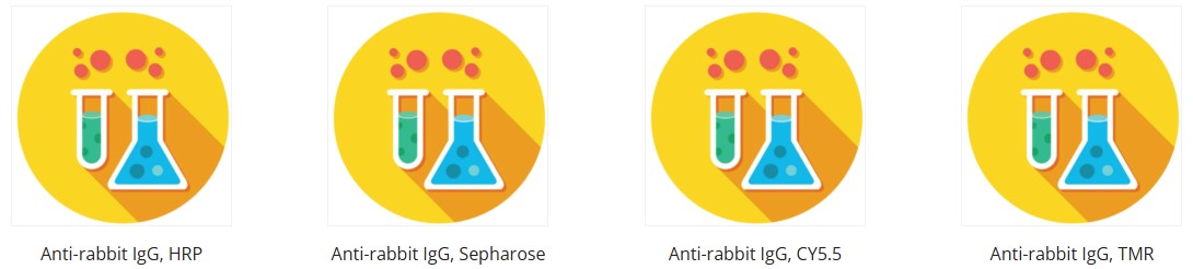 Anti-rabbit IgG