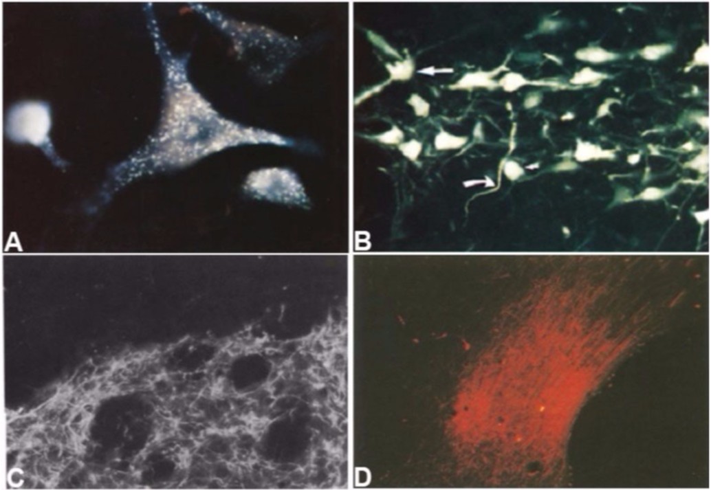 Histo Chem를 대표하는 이미지